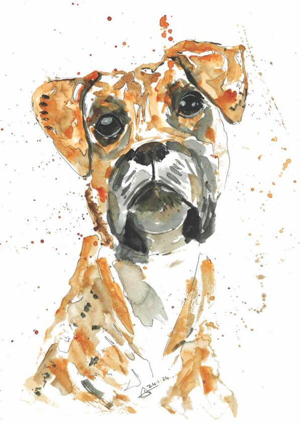 Original Boxer A3 Watercolour