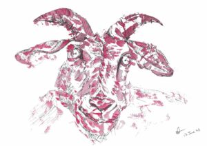 Pink Goat A3 Watercolour Print